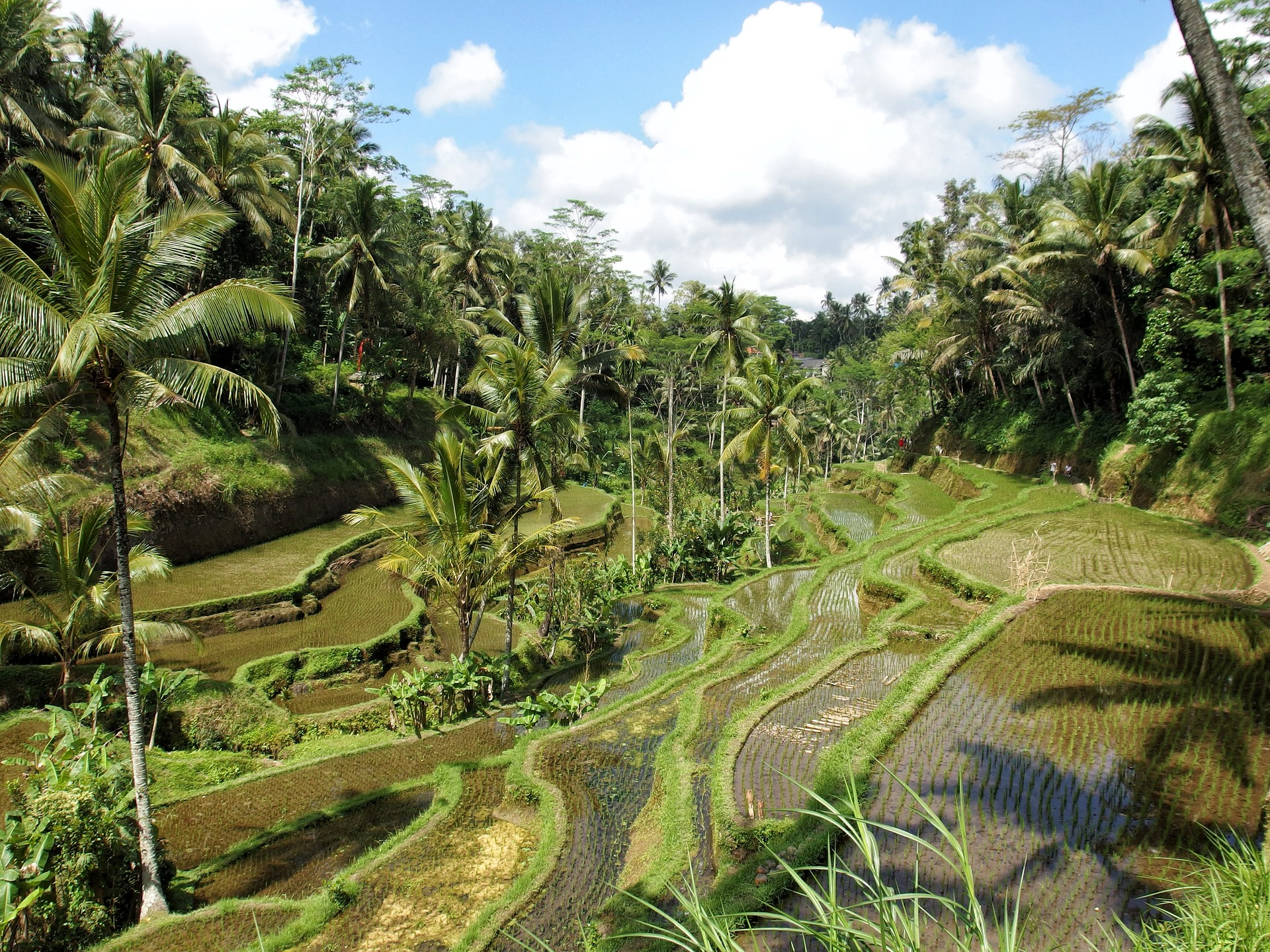 Traditional bali's rice field